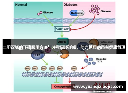 二甲双胍的正确服用方法与注意事项详解，助力糖尿病患者健康管理